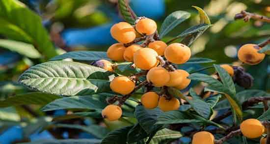 ازگیل نارس چگونه رسیده می شود و فواید مصرف ازگیل نارس برای بدن ازگیل نارس چگونه رسیده می شود ؛ فواید مصرف ازگیل نارس برای بدن