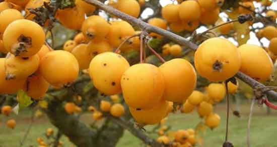 ازگیل چاق کننده است ؛ تاثیر استفاده از ازگیل برای چاقی شکم و پهلو