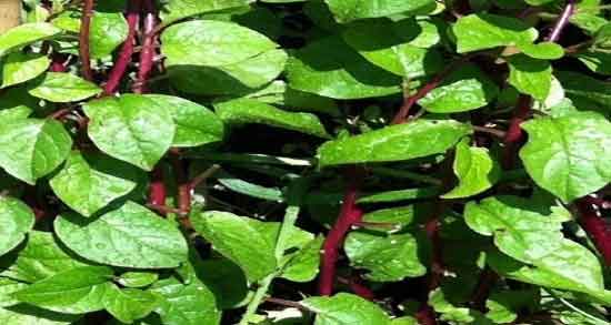 اسفناج و ماست برای کم خونی ؛ تاثیر مصرف اسفناج با ماست برای کم خونی