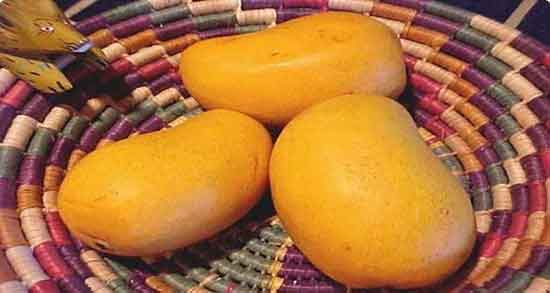 اسم دیگر انبه چیست ؛ ایا اپوس و گوندو نام دیگر انبه سبز است