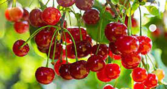 البالو در بدنسازی ؛ خاصیت مصرف البالو برای ورزشکاران چیست