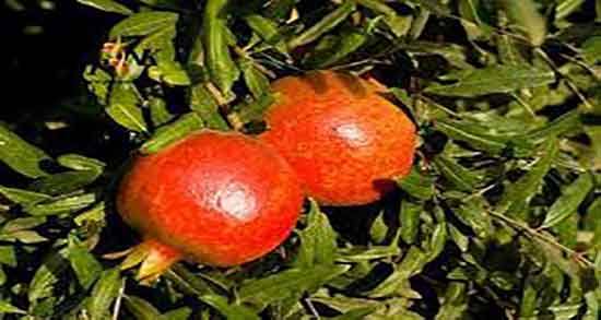انار برای کراتین بالا خوبه ؛ خاصیت خوردن انار برای پایین اوردن کراتین بالا