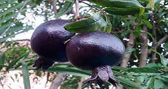 انار سیاه برای کجاست ؛ ایا انار سیاه محصول شهر شمال است