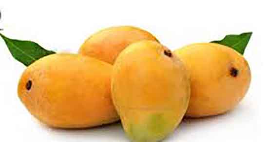 انبه برای کرونا خوبه ؛ تاثیر استفاده از انبه برای جلوگیری از بیماری کرونا