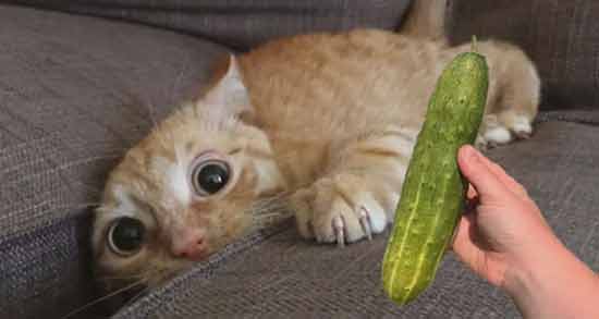 انواع ترس گربه ها از خیار ؛ چرا گربه از خیار می ترسد؟