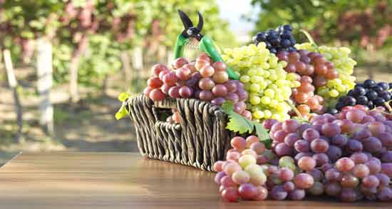 انگور برای یبوست کودک ؛ طریقه مصرف انگور برای درمان یبوست کودک