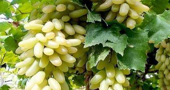 انگور ریش بابا مال کجاست ؛ در کدام شهر ایران انگور ریش بابا کاشته می شود؟