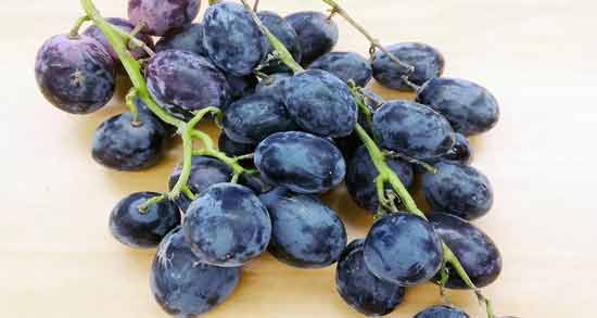 انگور سیاه برای سرماخوردگی ؛ خواص و مضرات خوردن انگور سیاه برای سرماخوردگی