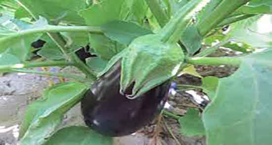 بادمجان برای اعصاب ؛ خاصیت بادمجان برای تقویت اعصاب و حافظه