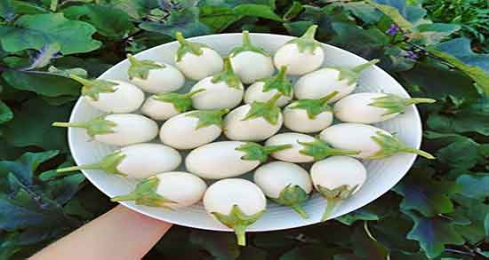 بادمجان سفید مال کجاست ؛ ایا بادمجان سفید در ایران کاشته میشود