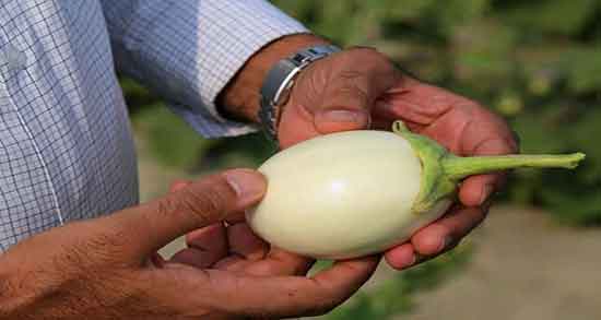 بادمجان سفید نی نی سایت و ایا خوردن بادمجان سفید برای پوست مفیده بادمجان سفید نی نی سایت ؛ ایا خوردن بادمجان سفید برای پوست مفیده