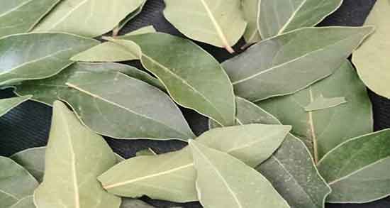 برگ بو برای جذب پول تاثیر استفاده از دود زدن برگ بو برای ثروتمند شدن