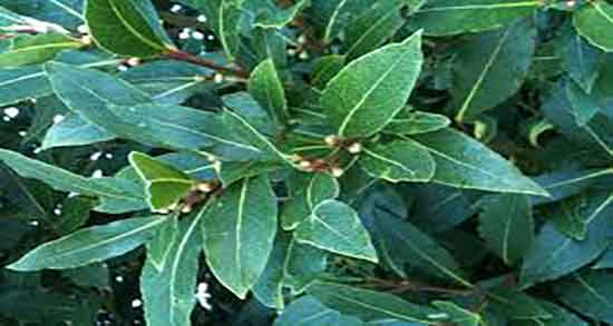 برگ بو در بارداری نی نی سایت تاثیر مصرف برگ بو برای زنان باردار چیست