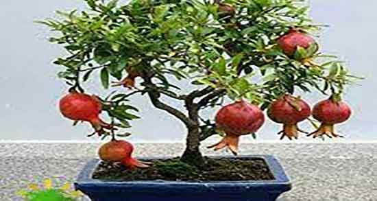 برگ درخت انار چه شکلی است ؛ شکل برگ درخت انار در گوگل چگونه است
