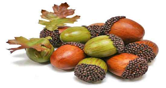 بلوط برای میکروب معده تاثیر خوردن بلوط برای درمان میکروب معده کودکان