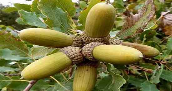 بلوط را چگونه بخوریم نی نی سایت دستور استفاده از بلوط تازه چگونه است