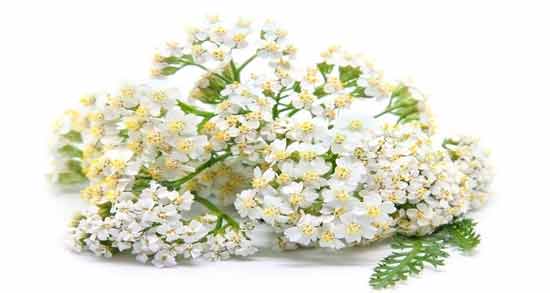 بومادران برای نوزاد نی نی سایت ؛ خواص و مضرات دادن بومادران به نوزاد