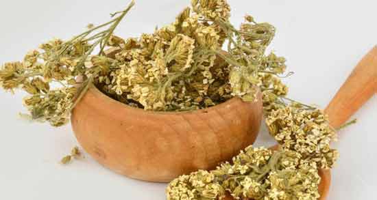 بومادران و قاعدگی نی نی سایت ؛ کاهش دردهای پریودی با مصرف بومادران