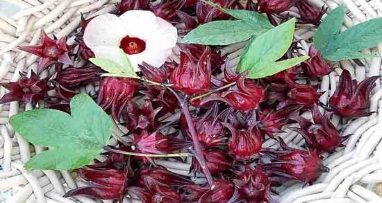 تاریخ مصرف چای ترش ؛ تا چه زمانی میتوان چای ترش را مصرف کرد؟
