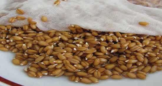 تجربه استفاده از جوانه گندم برای چاقی بدن ؛ خاصیت مصرف جوانه گندم برای چاقی