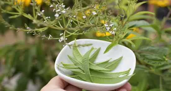تداخل دارویی دمنوش به لیمو همه چیز درباره مصرف دمنوش به لیمو
