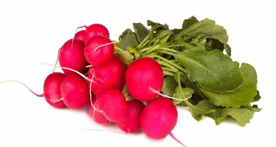 تربچه برای قناری ؛ آیا می توان به قناری تربچه داد؟