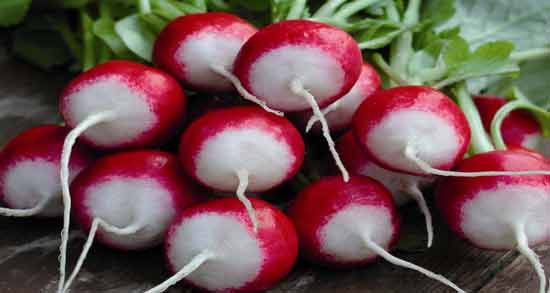 تربچه برای کبد ؛ خواص و مضرات خوردن تربچه برای کبد