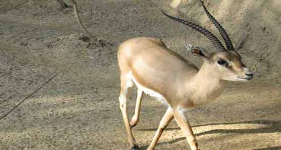 تعبیر خواب آهوی سفید معنی آهوی سفید در خواب های ما چیست