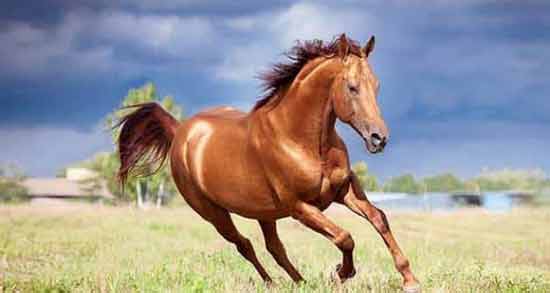 تعبیر خواب اسب ابن سیرین معنی اسب در خواب های ما از نظر ابن سیرین چیست