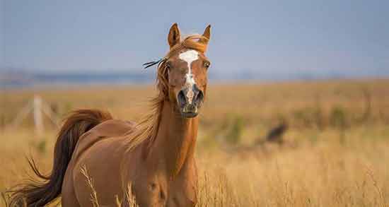 تعبیر خواب اسب امام صادق معنی اسب در خواب های ما از نظر امام صادق چیست