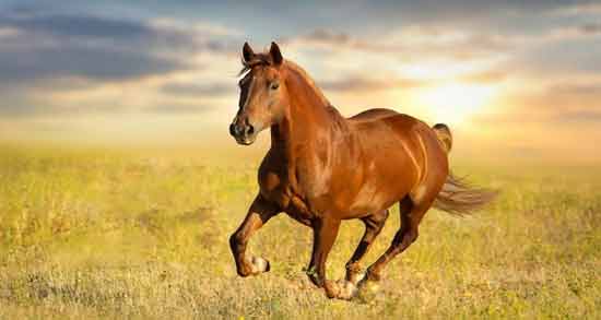 تعبیر خواب اسب حضرت یوسف معنی اسب در خواب های ما از نظر حضرت یوسف چیست