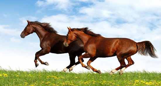 تعبیر خواب اسب قهوه ای برای زن باردار معنی اسب قهوه ای برای زن باردار در خواب چیست