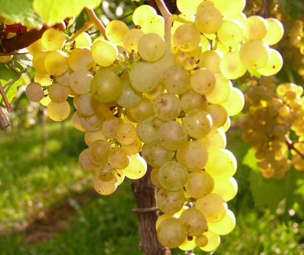 تعبیر خواب انگور زرد به مرده دادن + معنی انگور زرد به مرده دادن در خواب چیست تعبیر خواب انگور زرد به مرده دادن + معنی انگور زرد به مرده دادن در خواب چیست