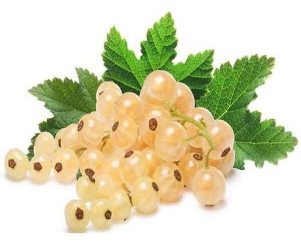 تعبیر خواب انگور سفید خوردن + معنی انگور سفید خوردن در خواب چیست