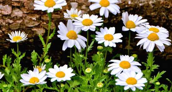 تعبیر خواب بابونه ابن سیرین ، معنی بابونه در خواب های ما از نظر ابن سیرین چیست