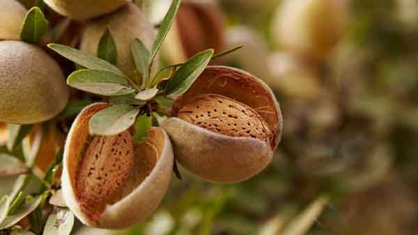 تعبیر خواب بادام درختی با پوست کاغذی شکستن و خوردن در خواب دختر مجرد