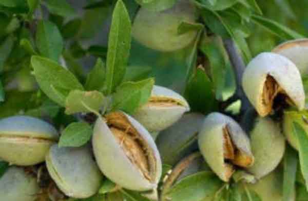 تعبیر خواب بادام کاغذی سبز با مغز شیرین و خوشمزه از نظر ابن سیرین