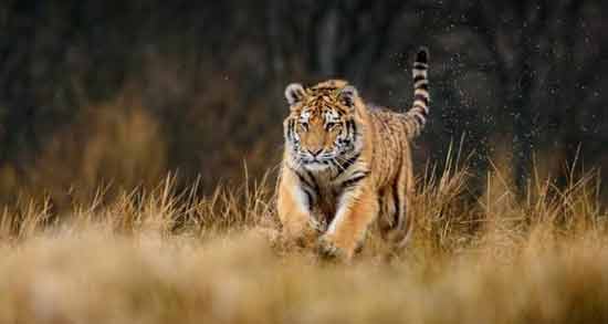 تعبیر خواب ببر برای زن باردار معنی ببر برای زن باردار در خواب چیست تعبیر خواب ببر برای زن باردار معنی ببر برای زن باردار در خواب چیست