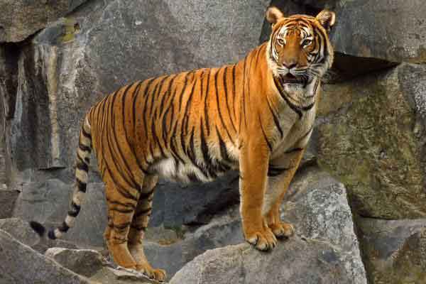 تعبیر خواب ببر قهوه ای در خانه + معنی ببر قهوه ای در خانه در خواب های ما چیست