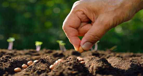 تعبیر خواب بذر یونجه ، معنی بذر یونجه در خواب های ما چیست