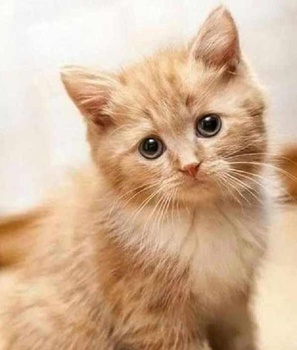 تعبیر خواب بیرون انداختن گربه از خانه + معنی بیرون انداختن گربه از نظر امام صادق چیست