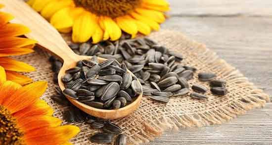 تعبیر خواب تخمه ابن سیرین معنی تخمه در خواب های ما از نظر ابن سیرین چیست