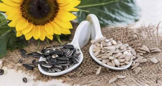 تعبیر خواب تخمه حضرت یوسف معنی تخمه در خواب های ما از نظر حضرت یوسف چیست