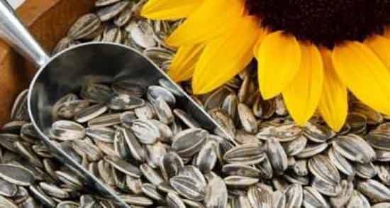 تعبیر خواب تخمه خوردن ابن سیرین معنی تخمه خوردن در خواب های ما چیست