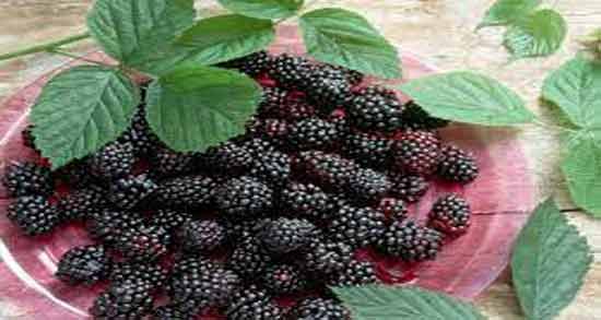 تعبیر خواب توت سیاه معنی توت سیاه در خواب های ما چیست