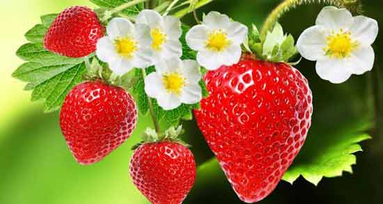 تعبیر خواب توت فرنگی روی درخت معنی توت فرنگی روی درخت در خواب های ما چیست