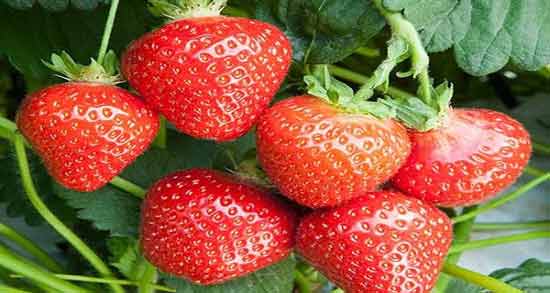 تعبیر خواب توت فرنگی نی نی سایت معنی توت فرنگی در خواب های ما چیست