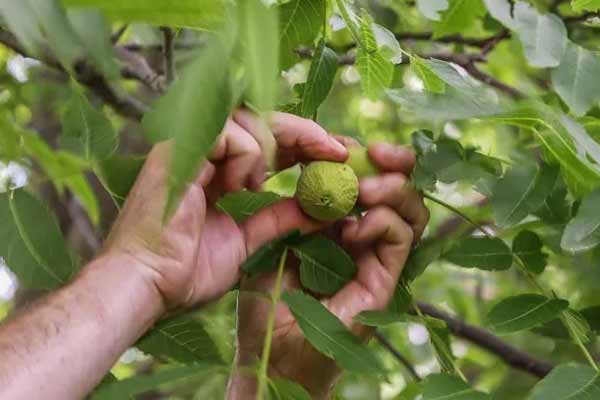تعبیر خواب جمع کردن گردو از زمین امام صادق + معنی جمع کردن گردو از نظر امام صادق چیست