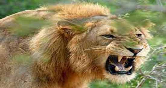تعبیر خواب حمله شیر در خانه معنی حمله شیر در خانه در خواب های ما چیست
