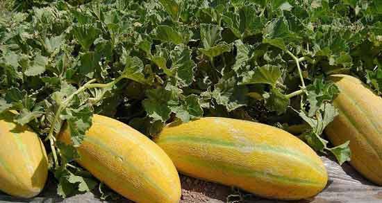 تعبیر خواب خربزه امام صادق معنی خربزه در خواب های ما از نظر امام صادق چیست